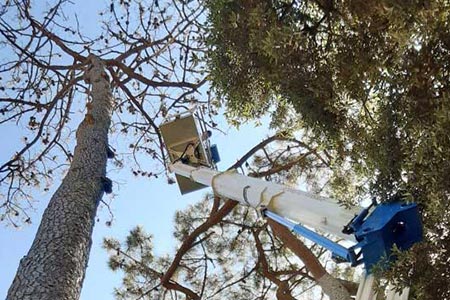 Abattage d'un pin mort SAINT GEORGES DE DIDONNE