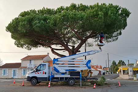 Elagage d'un pin parasol SAINT PALAIS SUR MER.